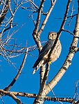 A merlin. From Denali Highway in Alaska.