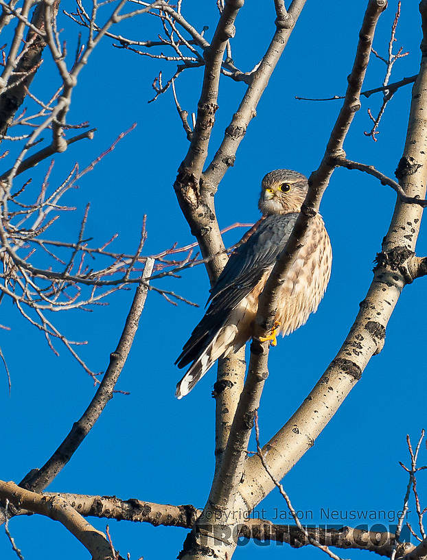 A merlin. From Denali Highway in Alaska.