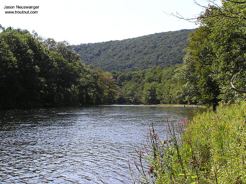  From the Beaverkill River in New York.