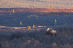  From Denali Highway in Alaska.