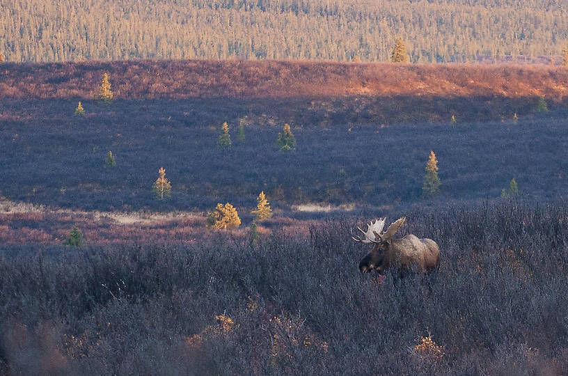  From Denali Highway in Alaska.