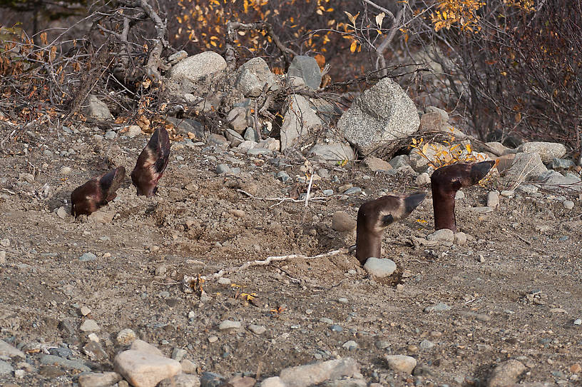 Along the roadside of the Denali Highway, a hunter more successful than I had a good sense of humor. From Denali Highway in Alaska.