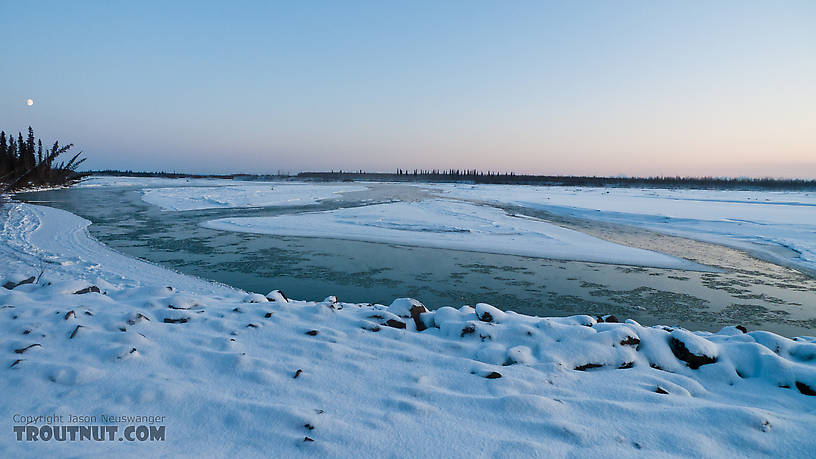  From the Tanana River in Alaska.