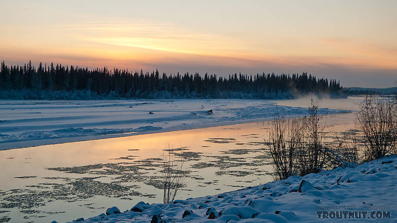  From the Tanana River in Alaska.