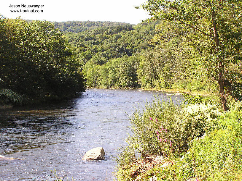  From the Beaverkill River in New York.