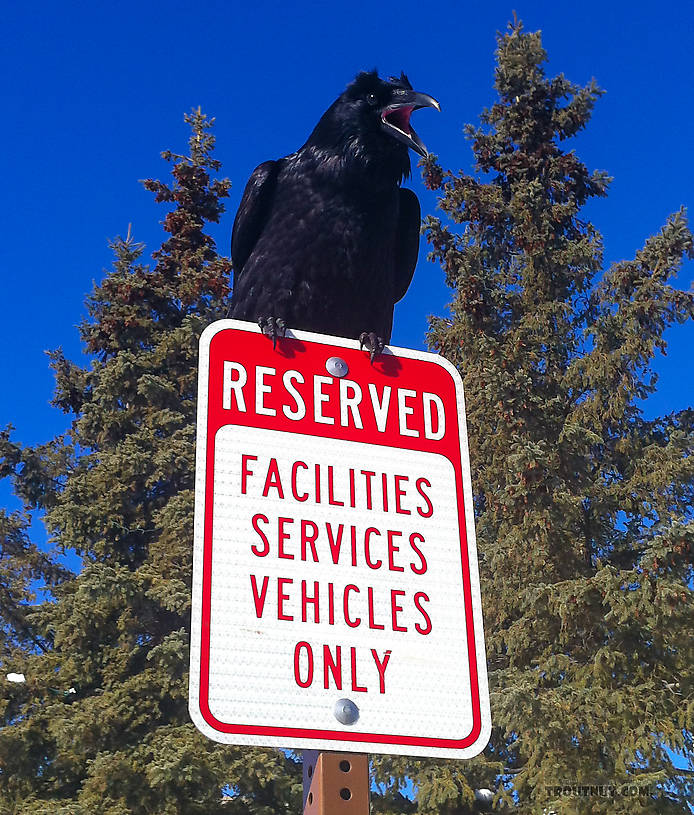 
High upon a signpost rearing, down upon pedestrians jeering, 
Squawking rather nasty things not heard from any bird before;
Parking regulations broken, yet the bird paid not a token,
And the bird was so outspoken, taunting watchers at its fore,
Taunting that it need not pay the fee that we abhor.
This it laughed, and then it soared. From University of Alaska Fairbanks in Alaska.