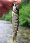 Little Chinook salmon fry kept smacking my fly as I fished for rainbows, and one of them finally got a piece of the hook. From Byers Creek in Alaska.