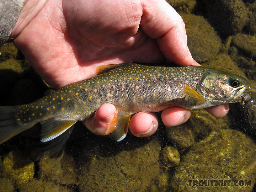  From Mystery Creek # 170 in Alaska.