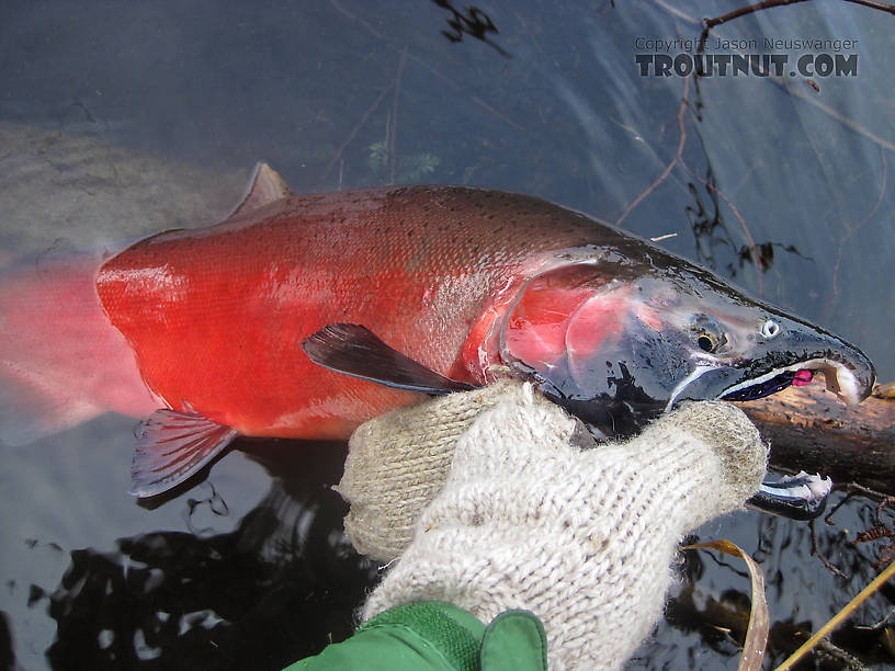 This pretty male Coho salmon took a purple egg-sucking leech. From the Delta Clearwater River in Alaska.