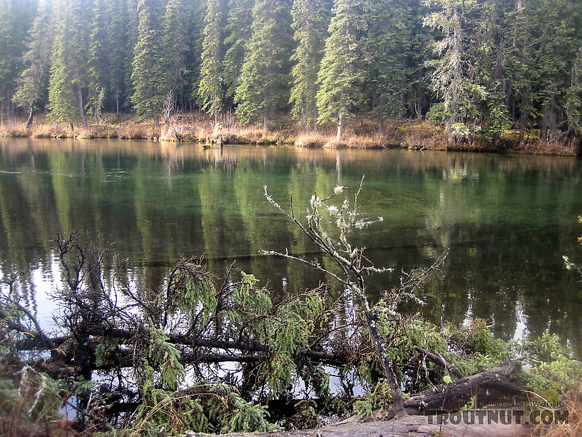  From the Delta Clearwater River in Alaska.