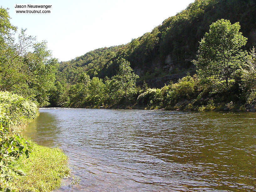  From the Beaverkill River in New York.