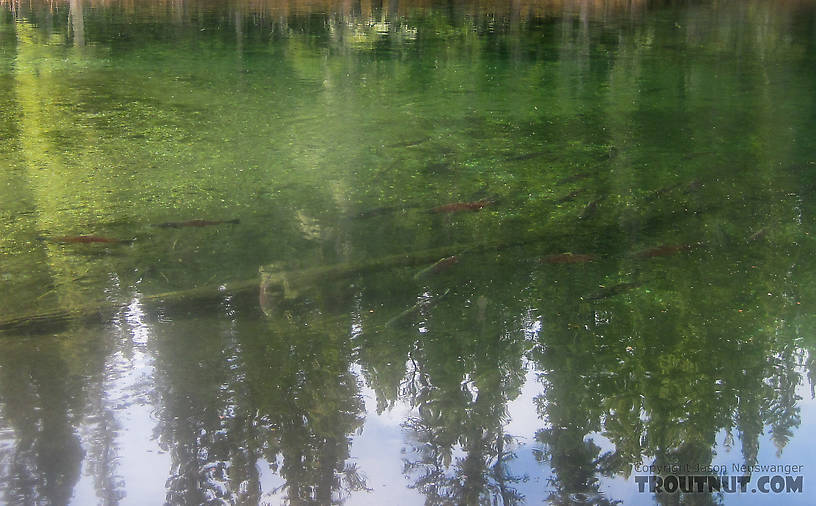 It's nice fishing for salmon in such clear water, and really fun when they're as aggressive about chasing the fly as these fish were. From the Delta Clearwater River in Alaska.