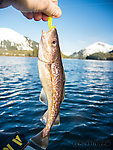 My first (non-burbot) cod. Not exactly a lunker. From Prince William Sound in Alaska.