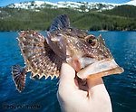 Sculpins are sort of the "trash fish" of Alaskan saltwater, but I love how they look. From Prince William Sound in Alaska.