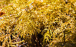 Close-up of some golden moss by a little creek From Prince William Sound in Alaska.