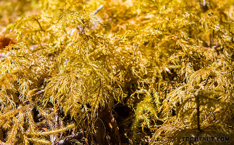 Close-up of some golden moss by a little creek From Prince William Sound in Alaska.