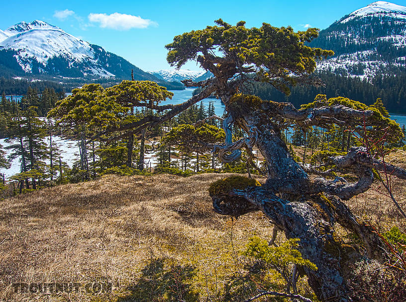  From Prince William Sound in Alaska.