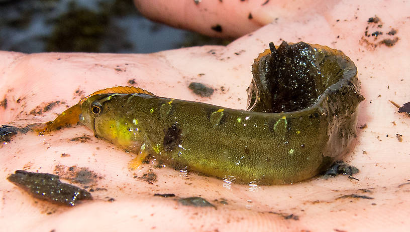 Another gunnel (a type of fish) captured under a rock exposed by the falling tide. From Prince William Sound in Alaska.