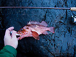 My first rockfish (a copper rockfish). From Prince William Sound in Alaska.