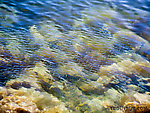 School of baitfish near camp. From Prince William Sound in Alaska.