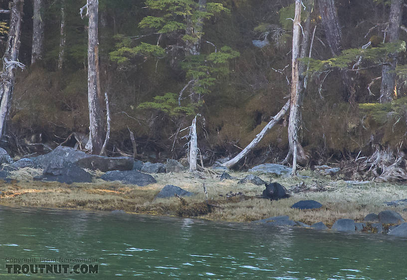 We saw very few bears along the shore, and had to climb up on the mountain to go after them. Exceptions were the very first bear we saw on the trip, which we didn't get, and this one spotted during the raft trip back to camp with my bear. From Prince William Sound in Alaska.