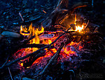 Bear backstraps roasting over the campfire. From Prince William Sound in Alaska.