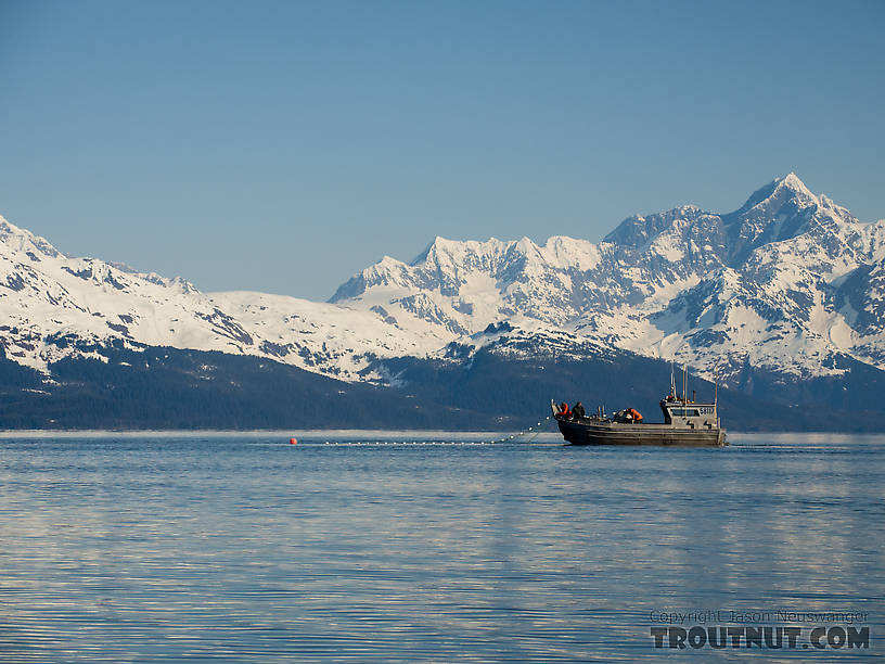 We got into some fun chum salmon fishing, but the next day the commercial fleet showed up and cleaned them out. From Prince William Sound in Alaska.