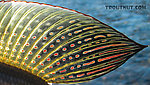 The dorsal fin of a grayling is one of the prettiest sites in Alaska. From Nome Creek in Alaska.