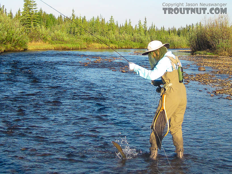 Lena landing a feisty grayling. From Nome Creek in Alaska.