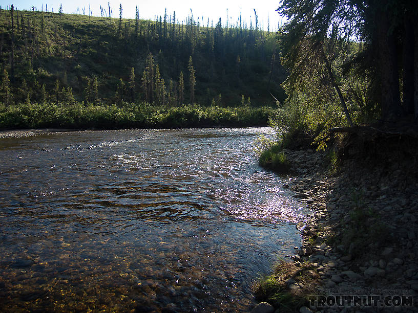 View of lower Nome Creek at the canoe launch for floating Beaver Creek (the next take-out is at the Yukon River bridge a couple weeks downstream). From Nome Creek in Alaska.