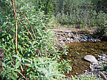 I caught the first dolly of the day after several tries while hiding behind this willow. It made splashy refusals at the first couple flies I tried. I peeked through gaps between the leaves to watch my fly drift down and see the fish's take. From Mystery Creek # 170 in Alaska.