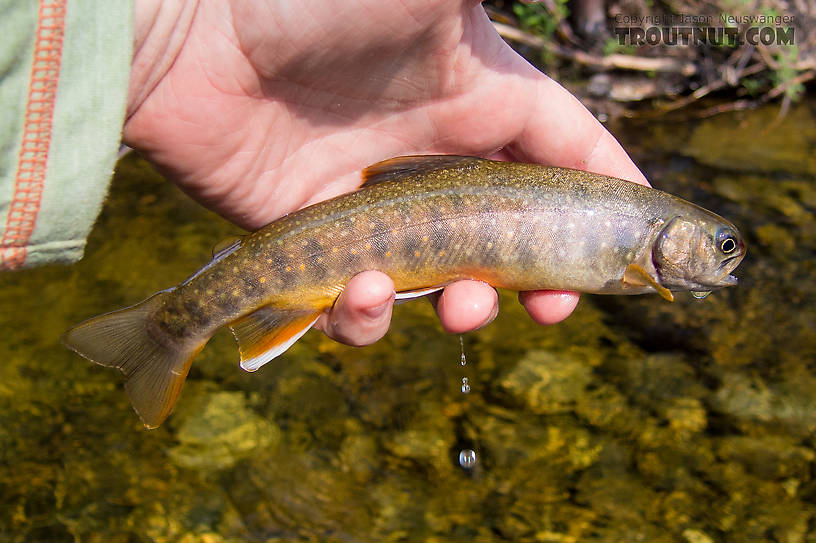 First dolly of the day. From Mystery Creek # 170 in Alaska.