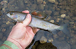 A dinky grayling in most places, this one was a lunker for this stream. From Mystery Creek # 170 in Alaska.