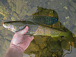 This nice grayling (about 17 inches) was the lone resident of a deep, practically still-water pool in a low-flow side channel of the upper river. 

I coaxed it out with a risky sidearm cast into a narrow window under some low-hanging brush, a feat about which I must brag to make myself feel better about my next several attempts at impressive casts, all of which resulted in wading across the river and spoiling the pool to retrieve the fly from a tree. From the Chena River in Alaska.