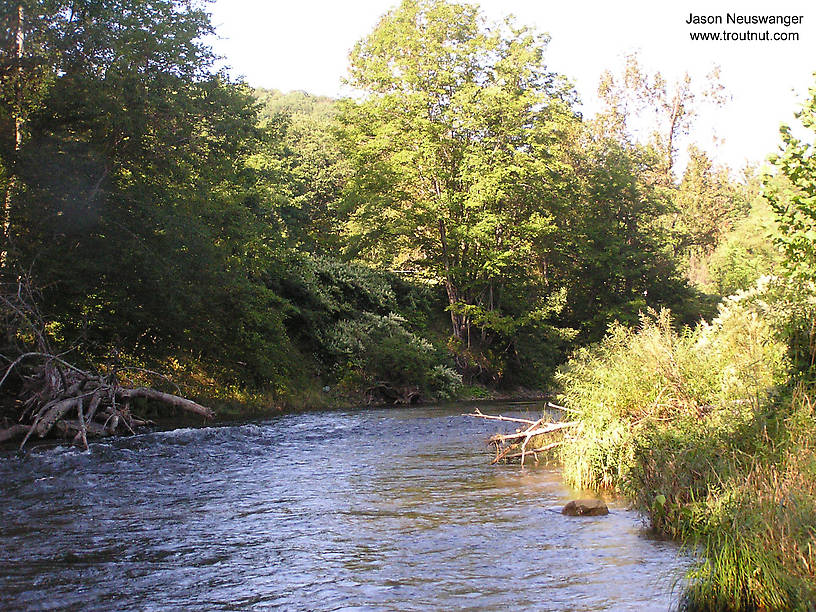  From the Beaverkill River (Upper) in New York.