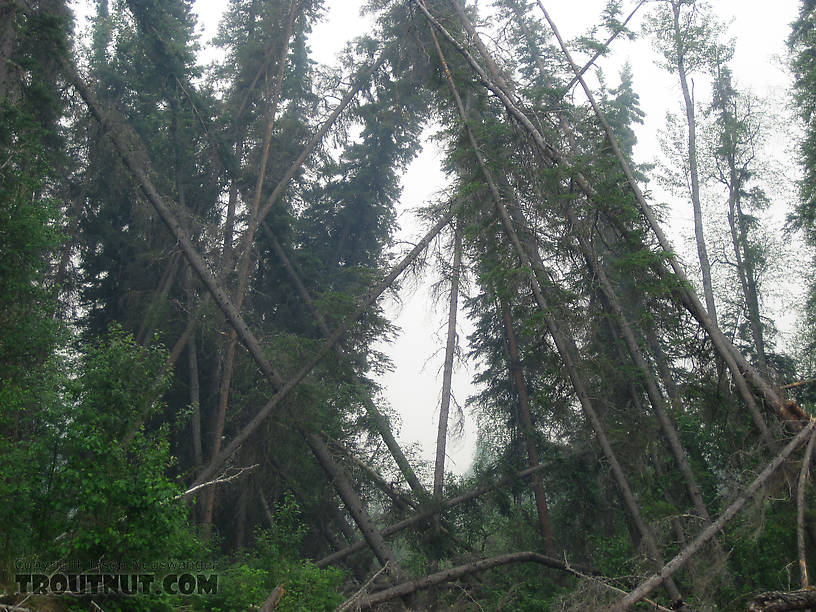  From the Chena River in Alaska.