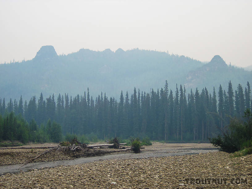  From the Chena River in Alaska.