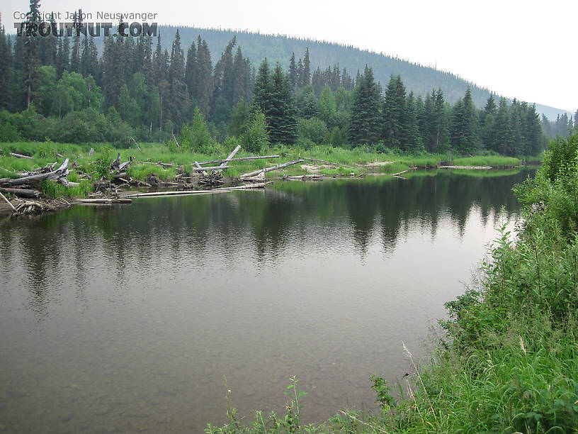  From the Chena River in Alaska.