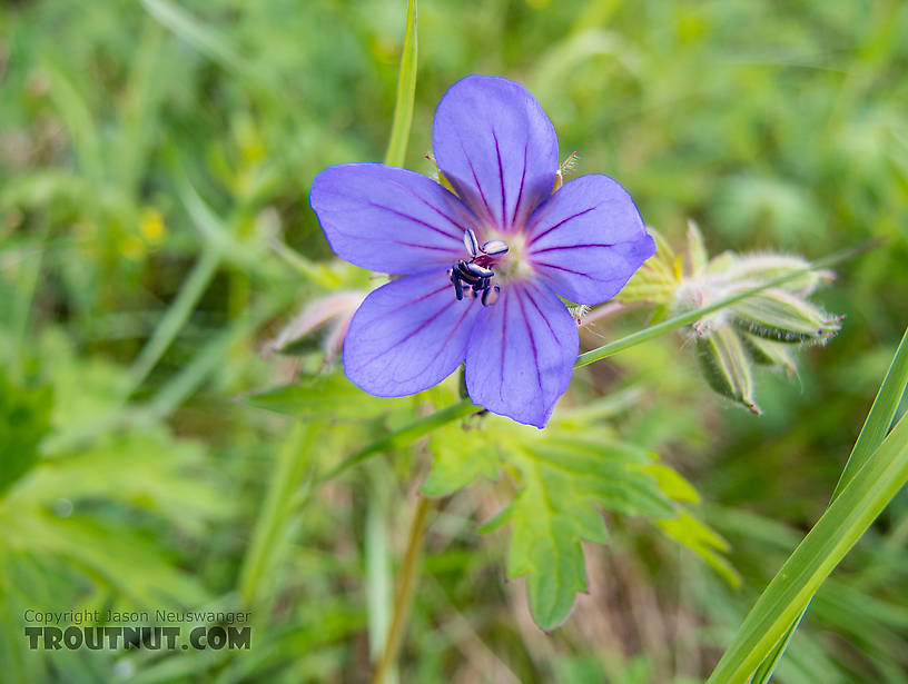 Wild geranium. I'm not sure how to tell which species this is within the genus Geranium, but Geranium erianthum is common in Alaska, so that may be it. From Clearwater Mountains in Alaska.