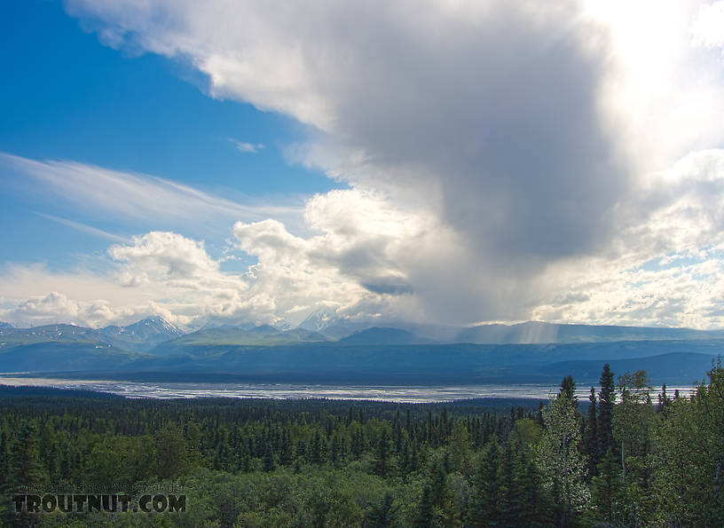  From the Delta River in Alaska.