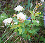 Some species of the genus Spiraea, I'm not sure which. From Clearwater Mountains in Alaska.