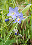 Jacob's ladder (Polemonium). A few different purple species of the genus Polemonium are found in Alaska, and I'm not sure which one this is. From Clearwater Mountains in Alaska.