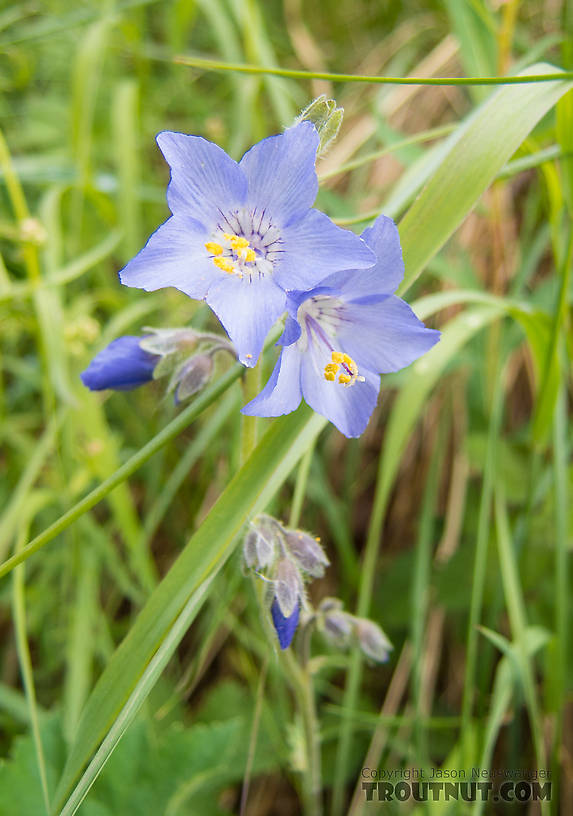 Jacob's ladder (Polemonium). A few different purple species of the genus Polemonium are found in Alaska, and I'm not sure which one this is. From Clearwater Mountains in Alaska.