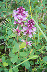 Whorled lousewort (Pedicularis verticillata). This might also belong to other Pedicularis species, including sudetica and langsdorfii... I'm just guessing. From Clearwater Mountains in Alaska.