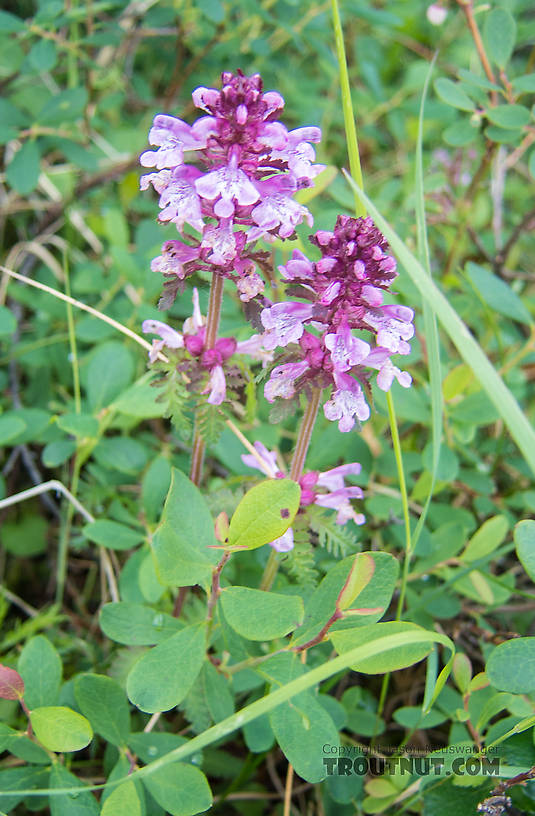 Whorled lousewort (Pedicularis verticillata). This might also belong to other Pedicularis species, including sudetica and langsdorfii... I'm just guessing. From Clearwater Mountains in Alaska.