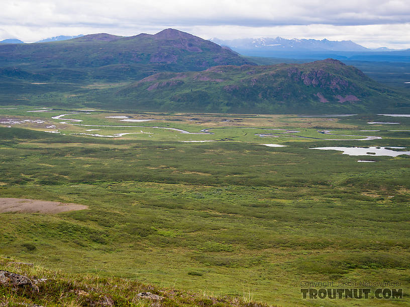 Clearwater Creek meanders in the distance. From Clearwater Creek in Alaska.