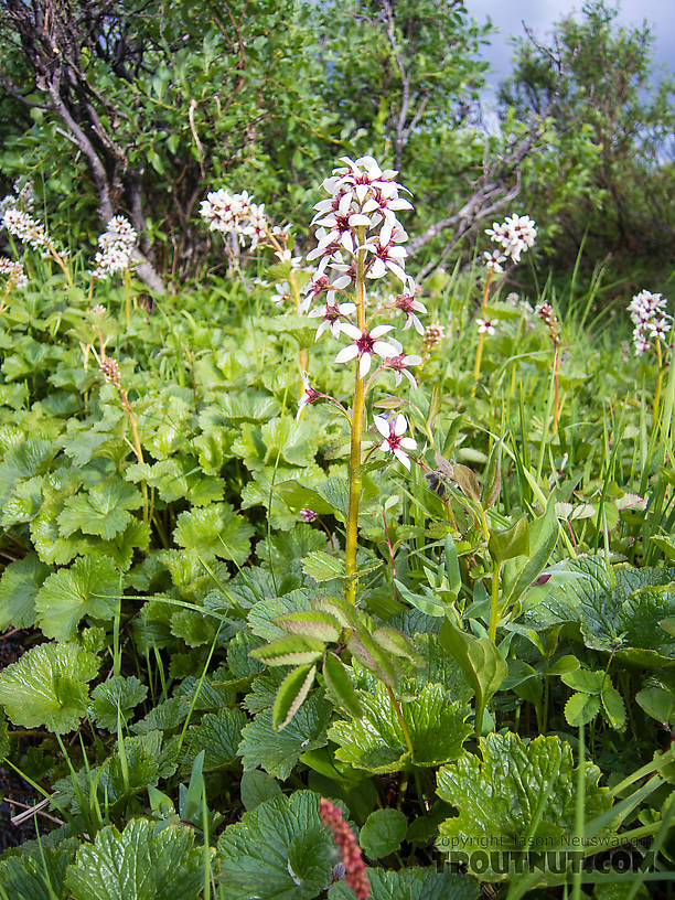 Bear flower (Boykinia richardsonii) From Clearwater Mountains in Alaska.