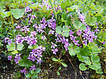 Moss campion (Silene acaulis) From Clearwater Mountains in Alaska.