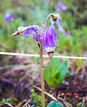 Frigid shooting star (Dodecatheon frigidum) From Clearwater Mountains in Alaska.