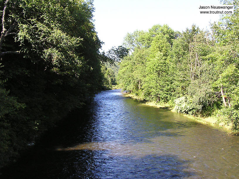  From the Beaverkill River (Upper) in New York.